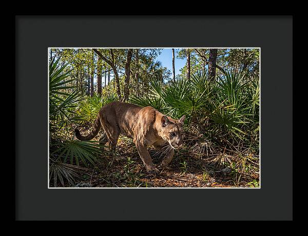 Florida Panther Stalking