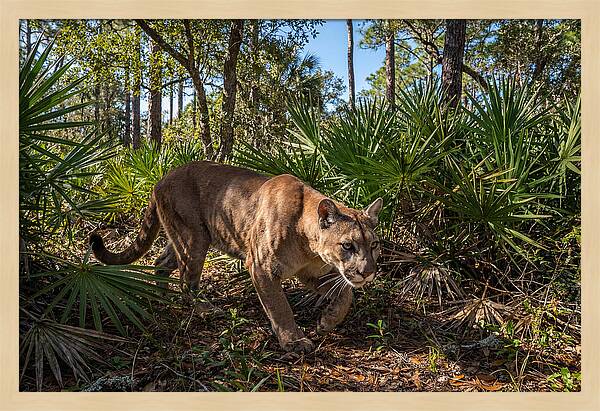 Florida Panther Stalking