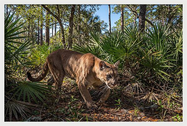 Florida Panther Stalking