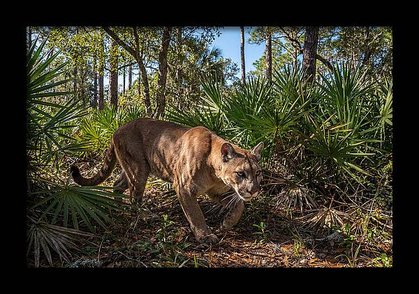 Florida Panther Stalking