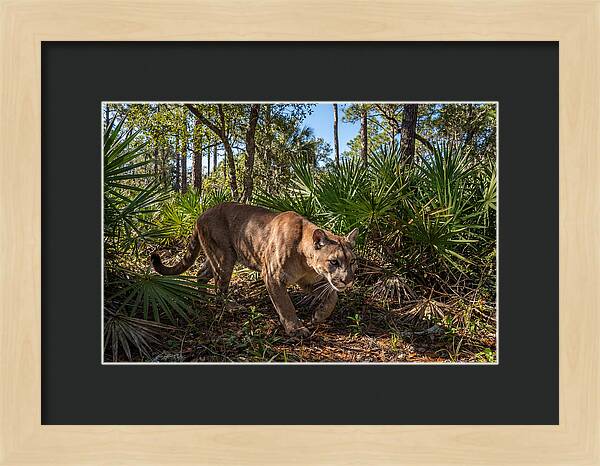 Florida Panther Stalking