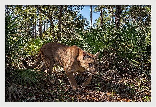 Florida Panther Stalking