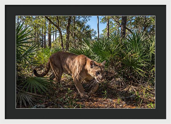 Florida Panther Stalking