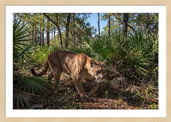 Florida Panther Stalking