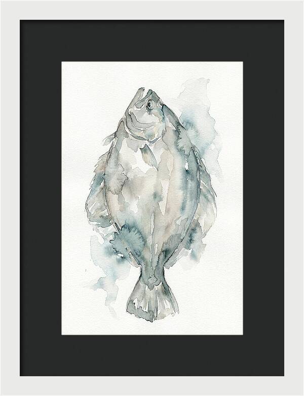 Flounder Watercolor Study