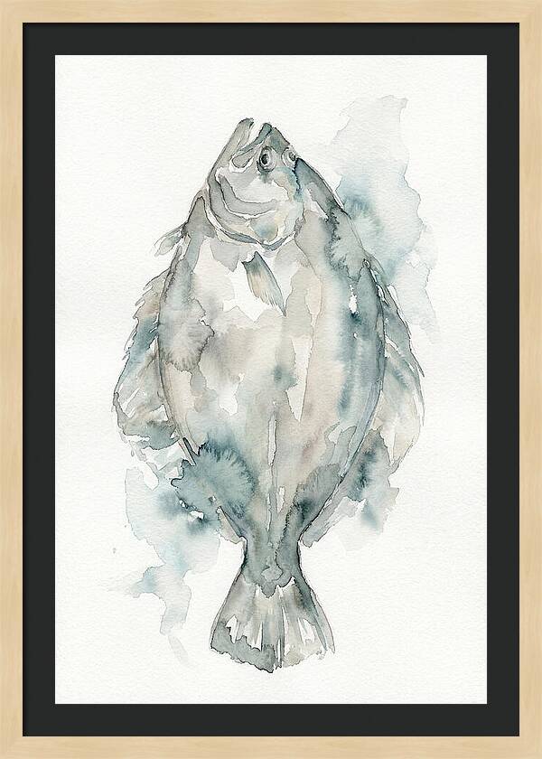 Flounder Watercolor Study