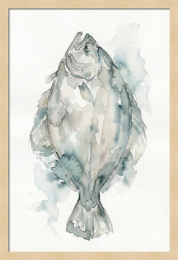 Flounder Watercolor Study