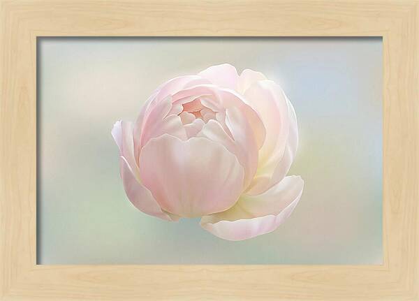 Flower Bud Opening