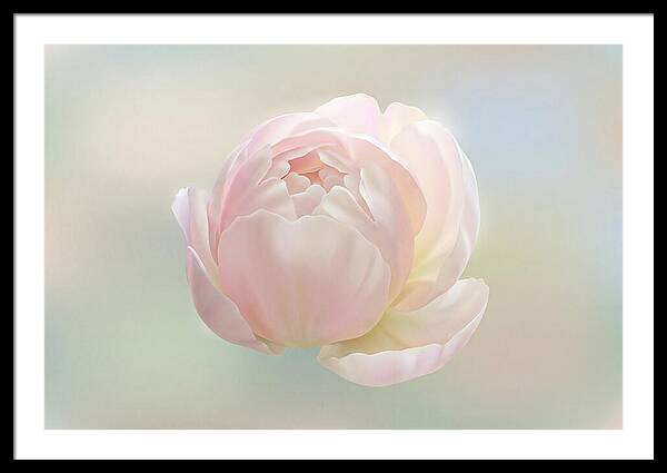 Flower Bud Opening