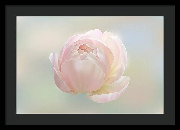 Flower Bud Opening