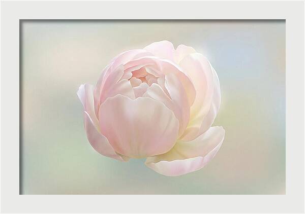 Flower Bud Opening