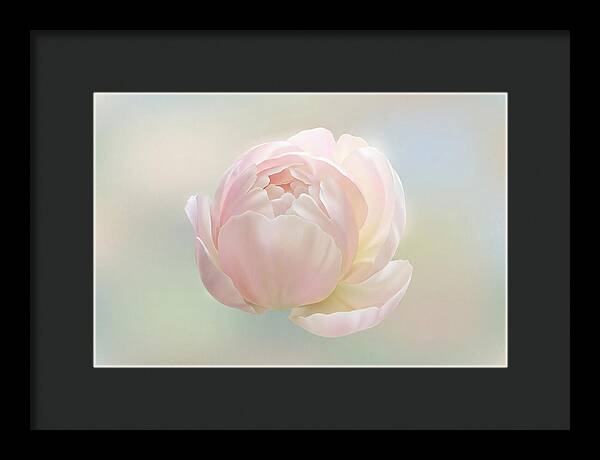 Flower Bud Opening