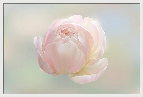 Flower Bud Opening