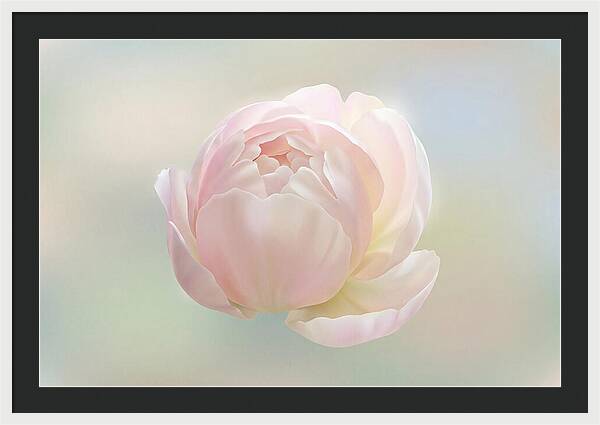 Flower Bud Opening
