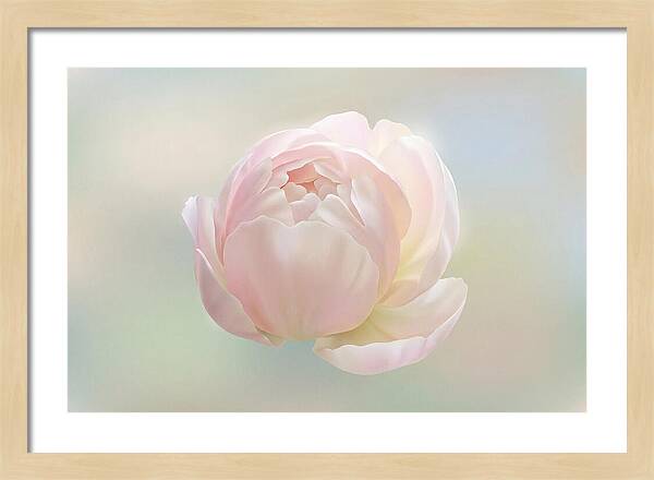 Flower Bud Opening