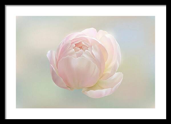Flower Bud Opening