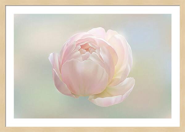Flower Bud Opening