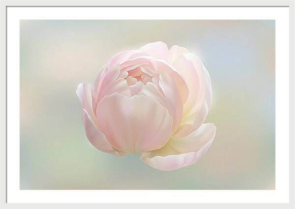 Flower Bud Opening