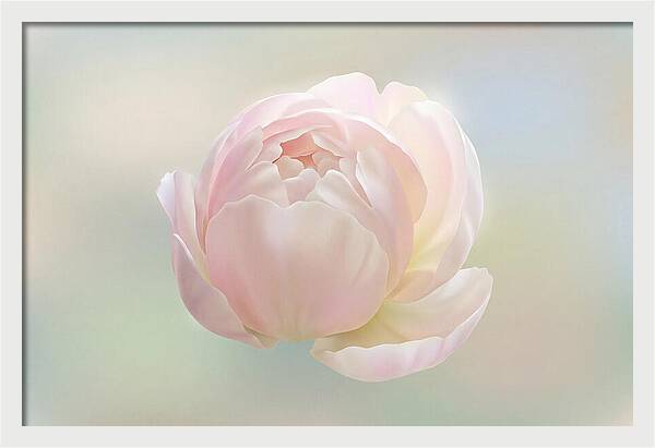 Flower Bud Opening
