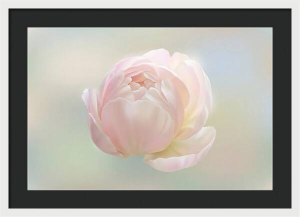 Flower Bud Opening