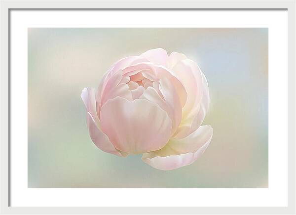 Flower Bud Opening