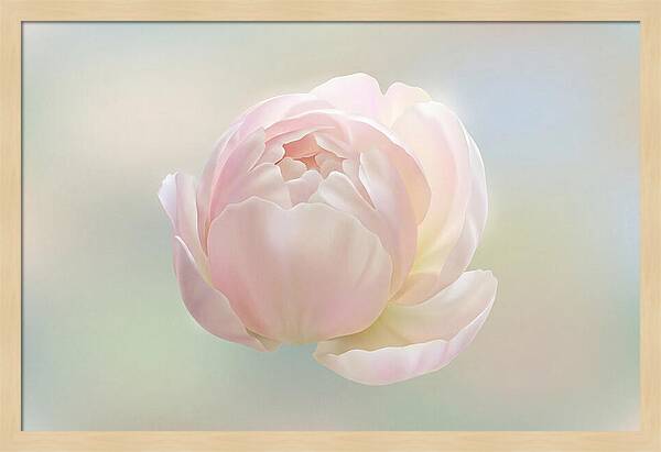 Flower Bud Opening