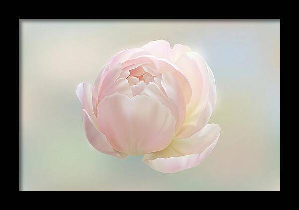 Flower Bud Opening