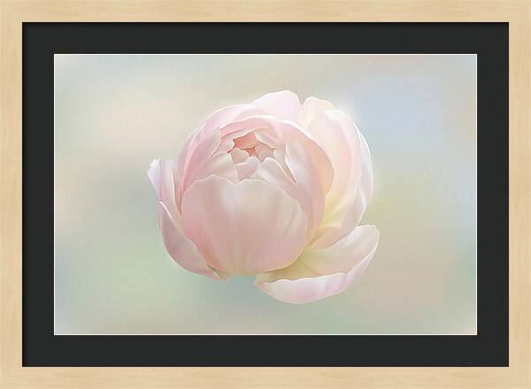 Flower Bud Opening