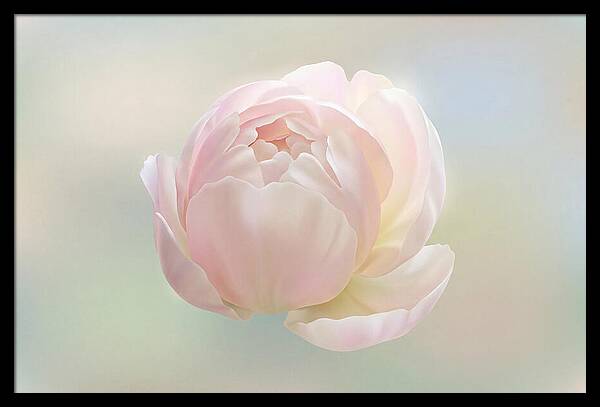 Flower Bud Opening