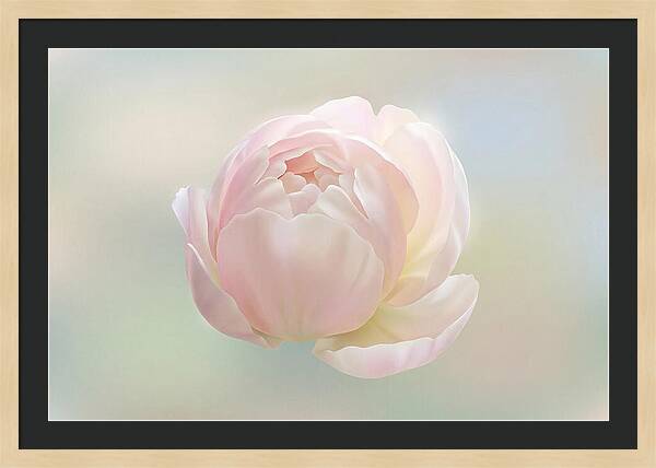 Flower Bud Opening
