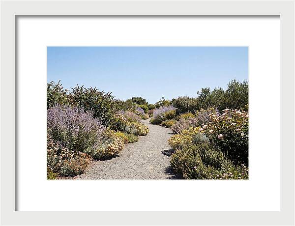 Flower Garden Pathway Lined In Blooms