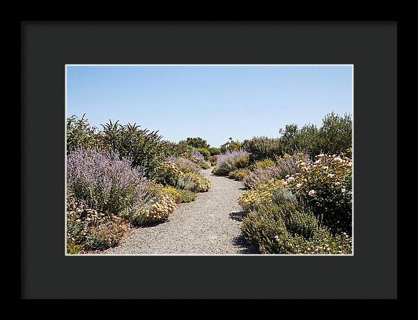 Flower Garden Pathway Lined In Blooms