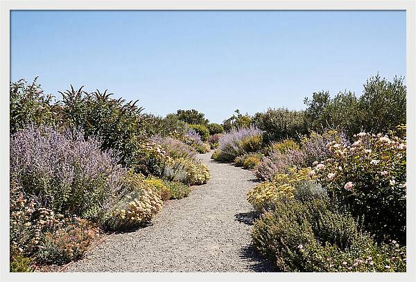 Flower Garden Pathway Lined In Blooms