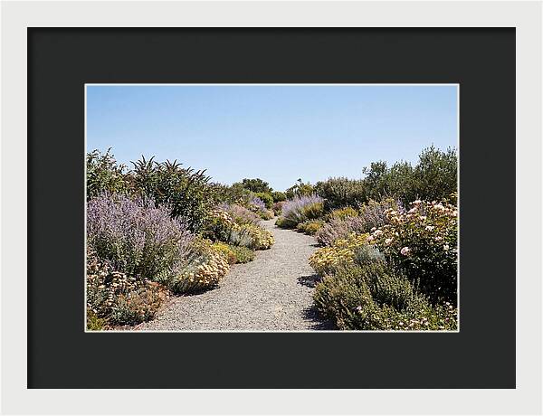 Flower Garden Pathway Lined In Blooms