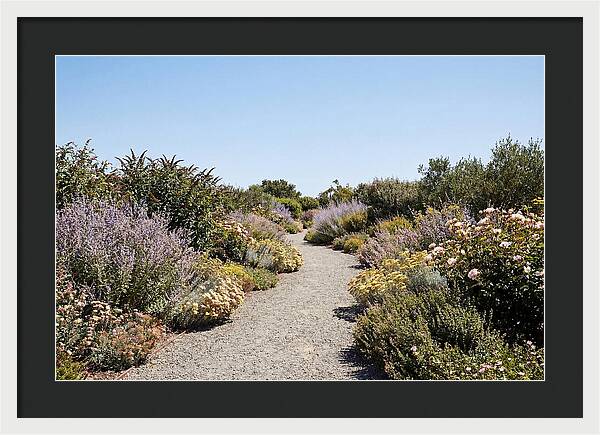 Flower Garden Pathway Lined In Blooms