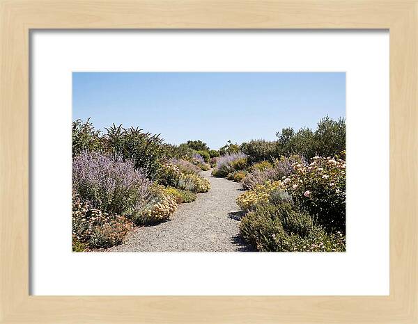 Flower Garden Pathway Lined In Blooms