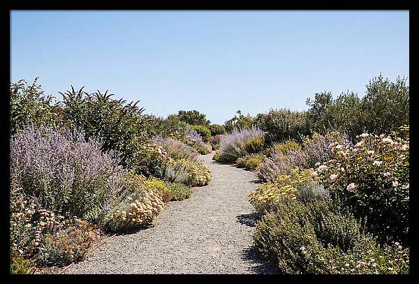 Flower Garden Pathway Lined In Blooms