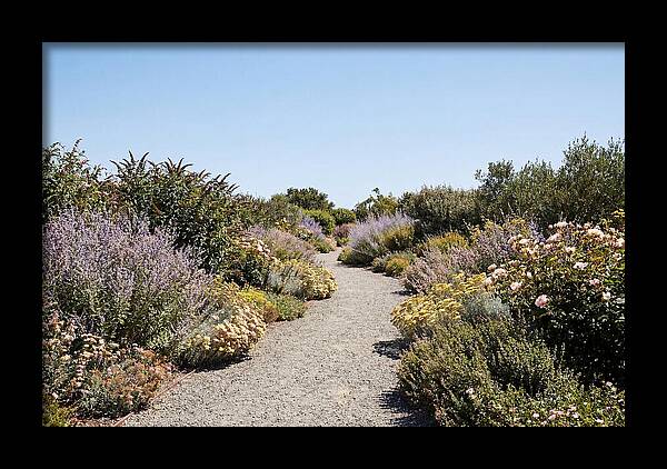 Flower Garden Pathway Lined In Blooms