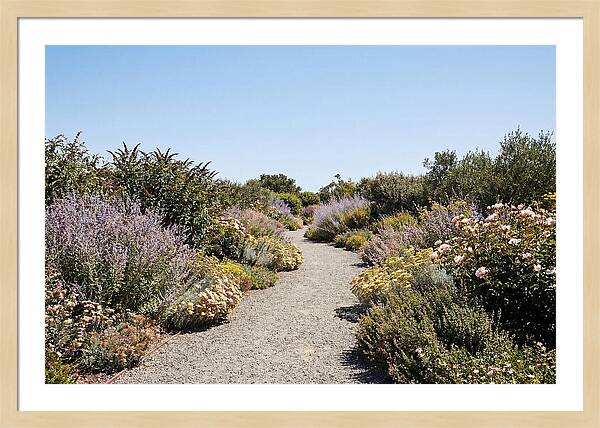 Flower Garden Pathway Lined In Blooms