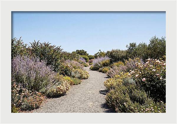 Flower Garden Pathway Lined In Blooms
