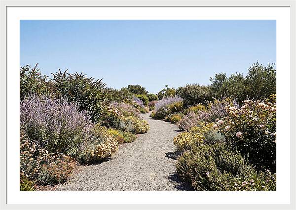 Flower Garden Pathway Lined In Blooms