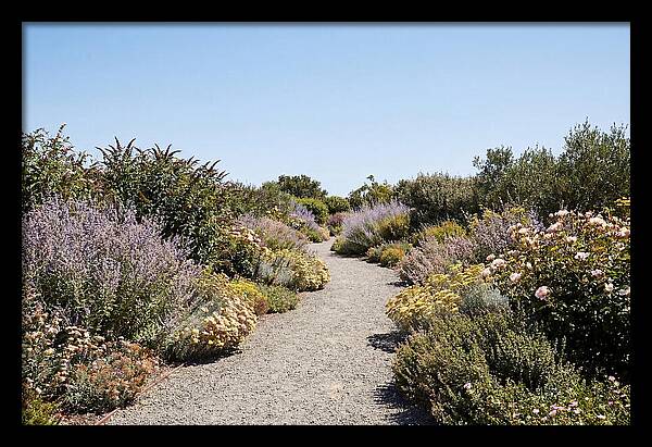 Flower Garden Pathway Lined In Blooms