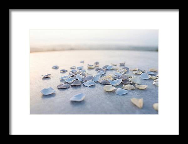 Flower Petal Confetti