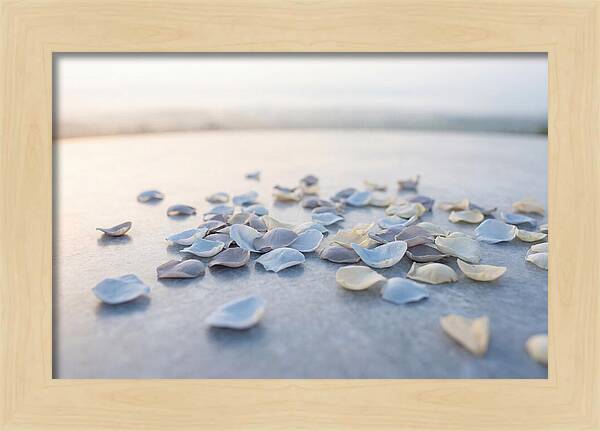Flower Petal Confetti