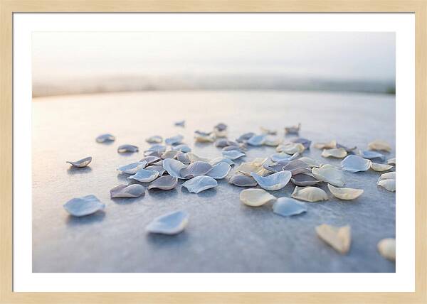 Flower Petal Confetti
