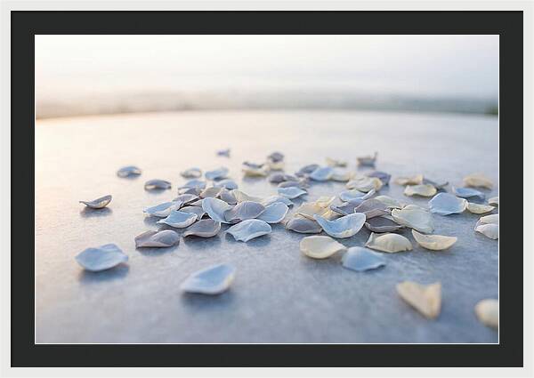 Flower Petal Confetti