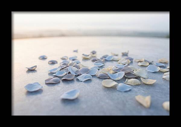 Flower Petal Confetti