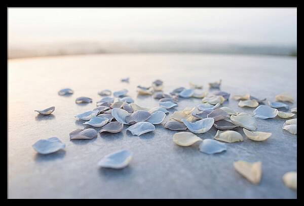 Flower Petal Confetti