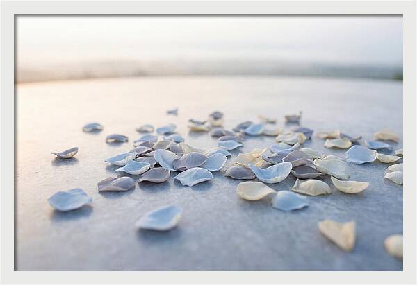 Flower Petal Confetti