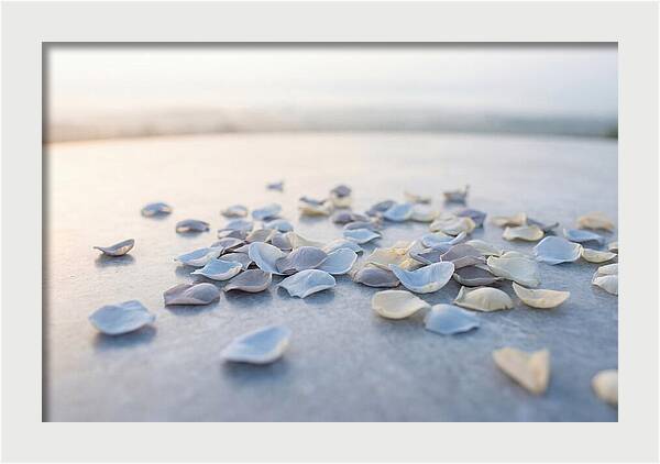 Flower Petal Confetti